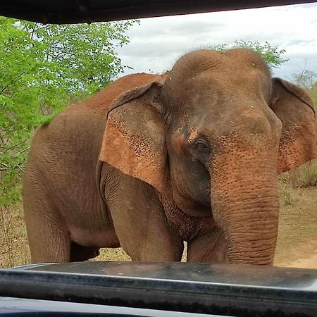 ホテル Green View Safari Paradise ウダワラウェ エクステリア 写真